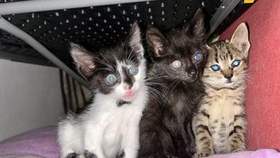 Food for the 38 rescued cats.